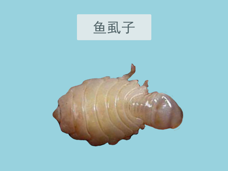 鱼虱子:为浪飘水虱科动物张氏鱼怪、中华鱼怪等数种鱼怪的全体