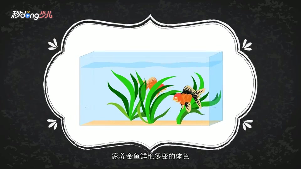 金鱼为什么那么多颜色呢?