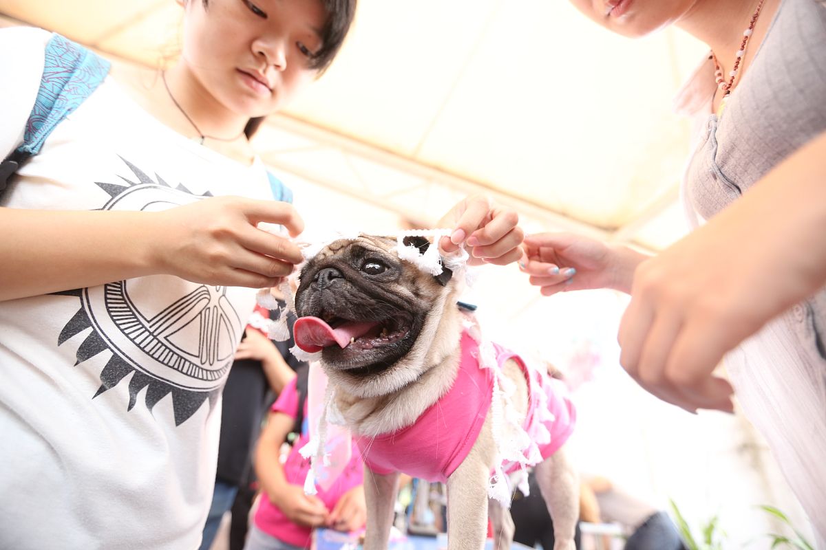 萌宠的社交魔力：宠物如何成为人们交友和社交的桥梁？