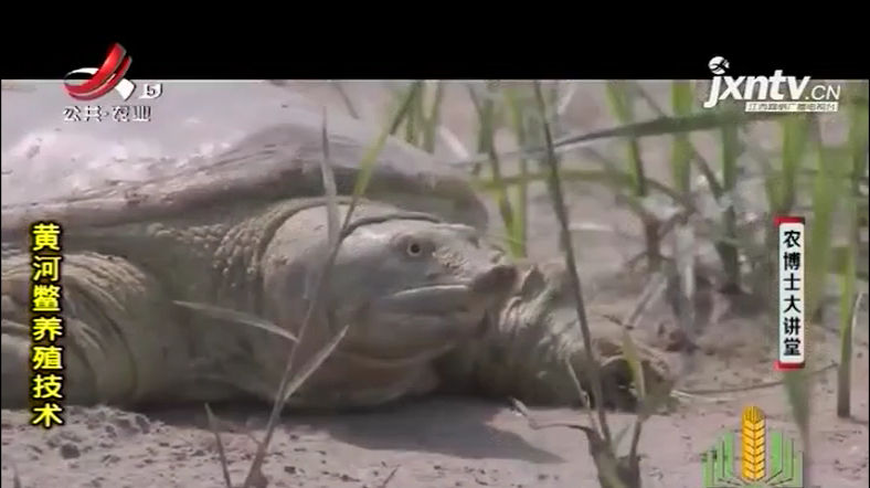 黄河鳖养殖技术1:养殖池选址应选择安静,有充足水源的地方