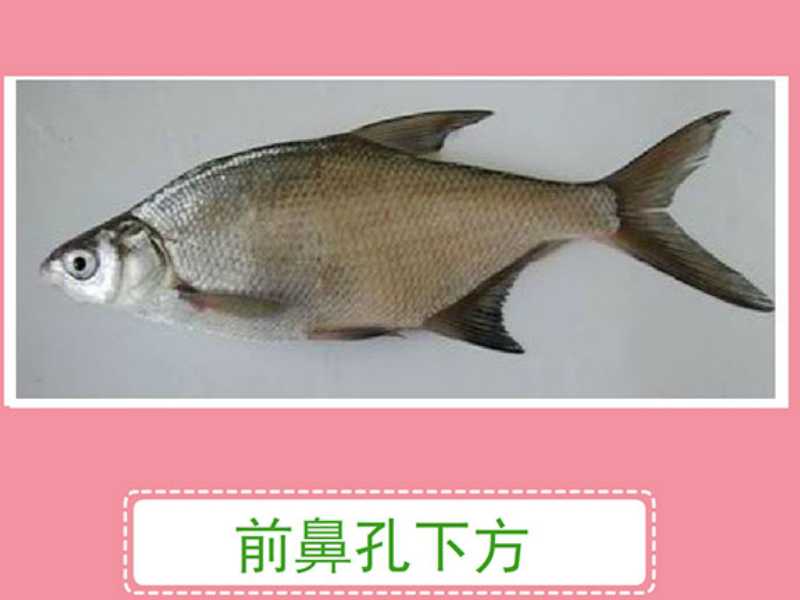 东方欧鳊:属鲤形目,鲤科,雅罗鱼亚科,欧鳊属