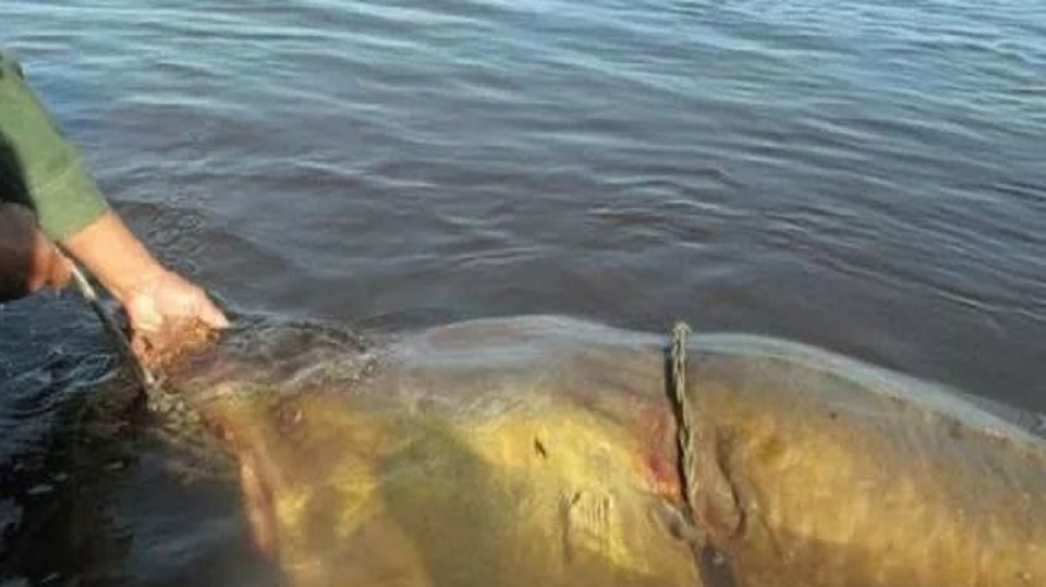 世界上最大淡水鱼,最重可达几千斤,曾与恐龙同一时期!