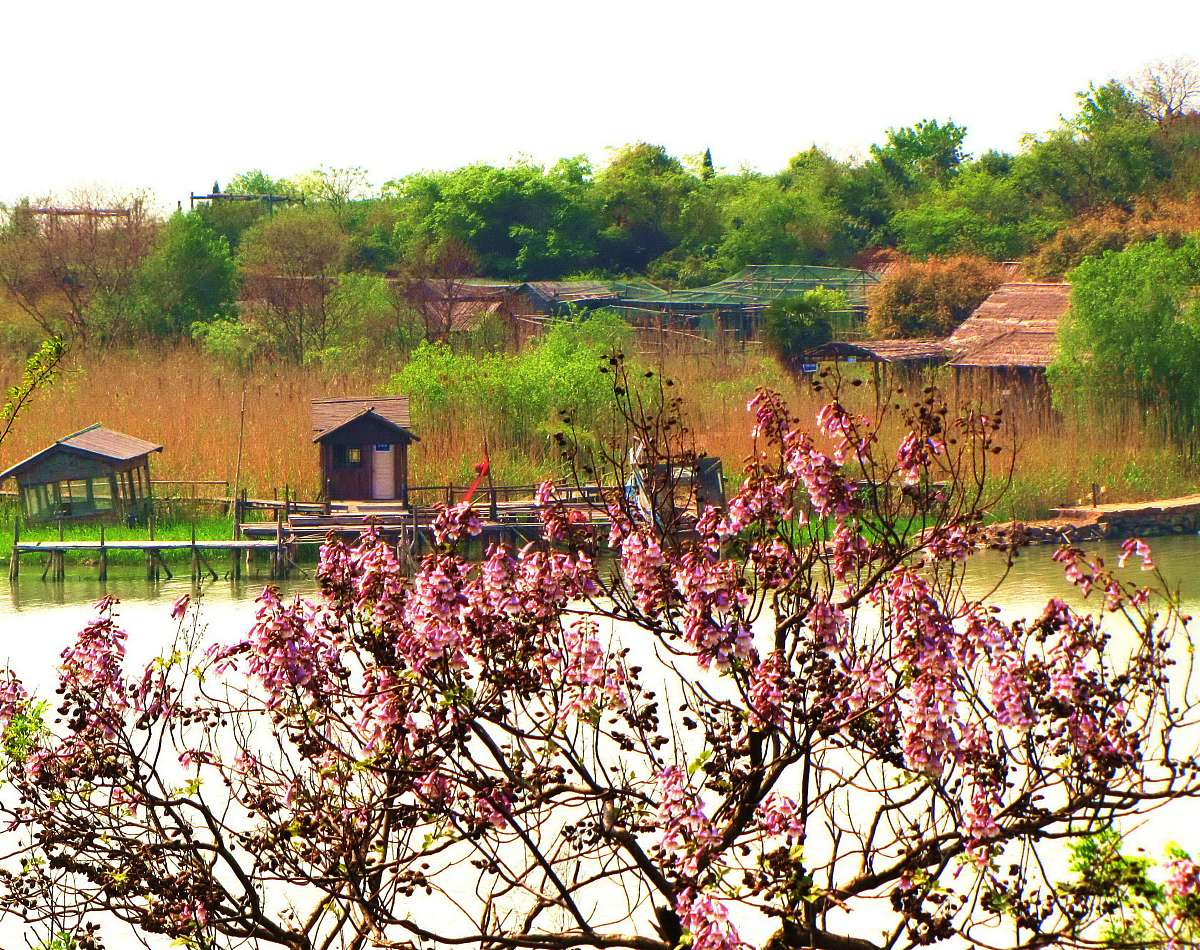帮我介绍一下阜阳市颍州区桃花村的概况阜阳市颍州区桃花村位于安徽省中部是一个美丽的乡村风景区。该村地处颍河流域境内有许多优美的自然景观如桃花河、龙潭水库、围场、梅花山等。同时该村还是一个历史悠久的文化古村落有着丰富的人文历史和民俗文化。在这里游客可以欣赏到古老的建筑、传统的手工艺品和美味的农家菜肴。此外该村还是一个生态环境优美的生态村拥有大片的绿色植被和清新的空气是一个理想的休闲度假胜地。总之阜阳市