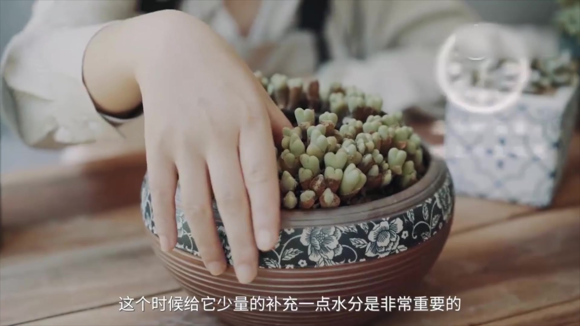 别烦恼!夏季多肉植物护理和种植全在这!