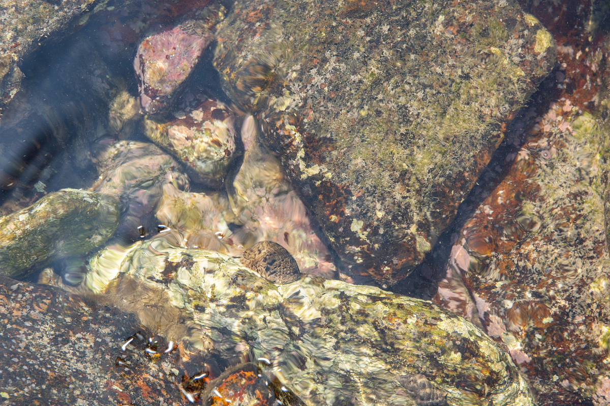 硫酸盐还原菌法处理酸性矿山废水研究综述