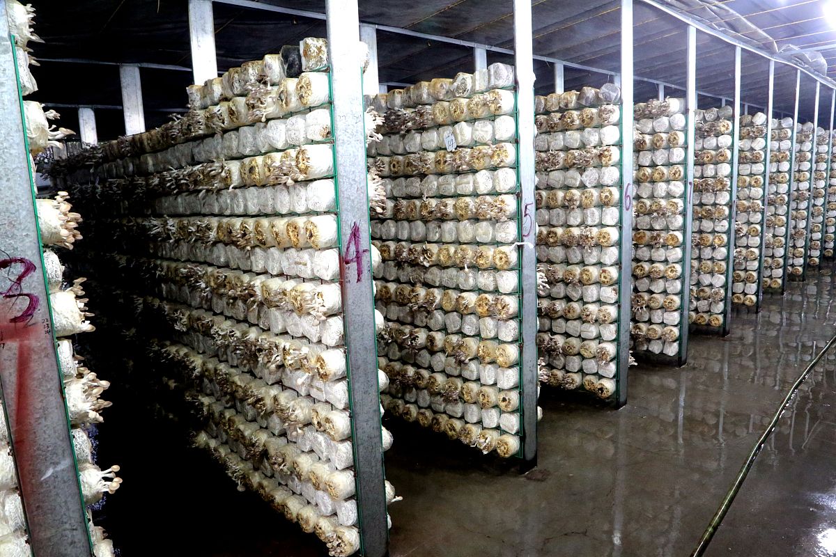 关于牡丹江镜心湖菌业有限公司购买裕兴实业土地向国投公司借款事宜的请示国投公司：牡丹江镜心湖菌业有限公司为完善食用菌二期项目整体规划布局决定向牡丹江市国有资产投资控股有限公司借款3600000000元用于收购牡丹江裕兴实业有限公司土地厂房借款周期1年用于菌包仓储、原材料储存、枝丫材粉碎等用途。接着写