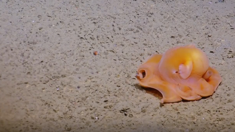 世界上最可爱的小章鱼,害羞时还会捂脸,卖萌是常规操作