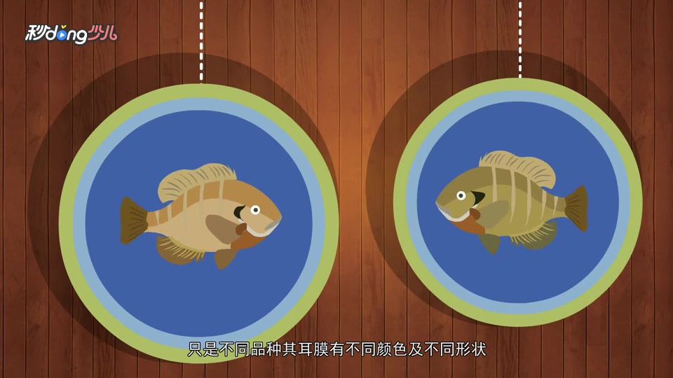 太阳鱼与罗非鱼的区别