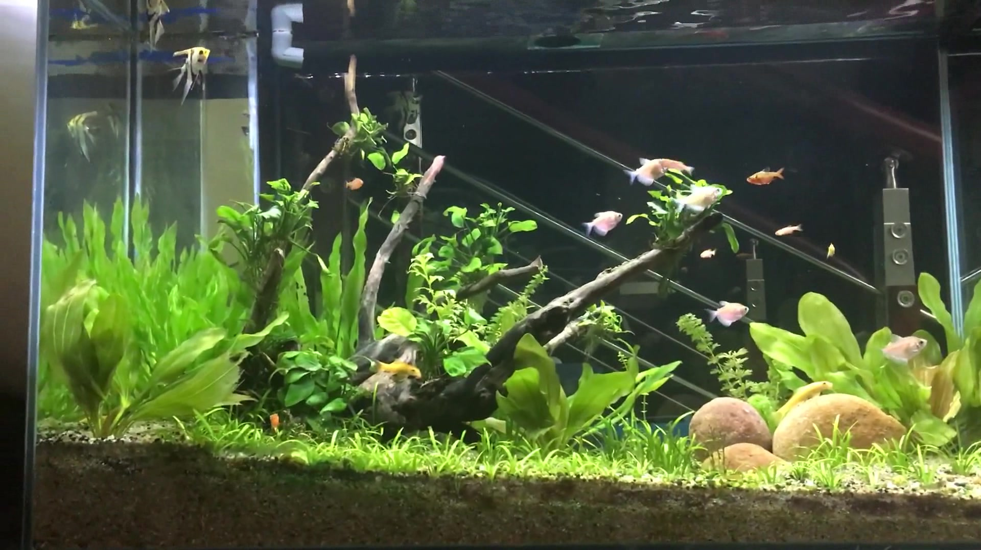 室内的绿色水族馆,非常漂亮,小鱼在里面游泳很自在