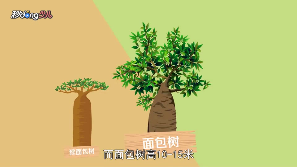 「秒懂少儿」面包树和猴面包树果实的区别?