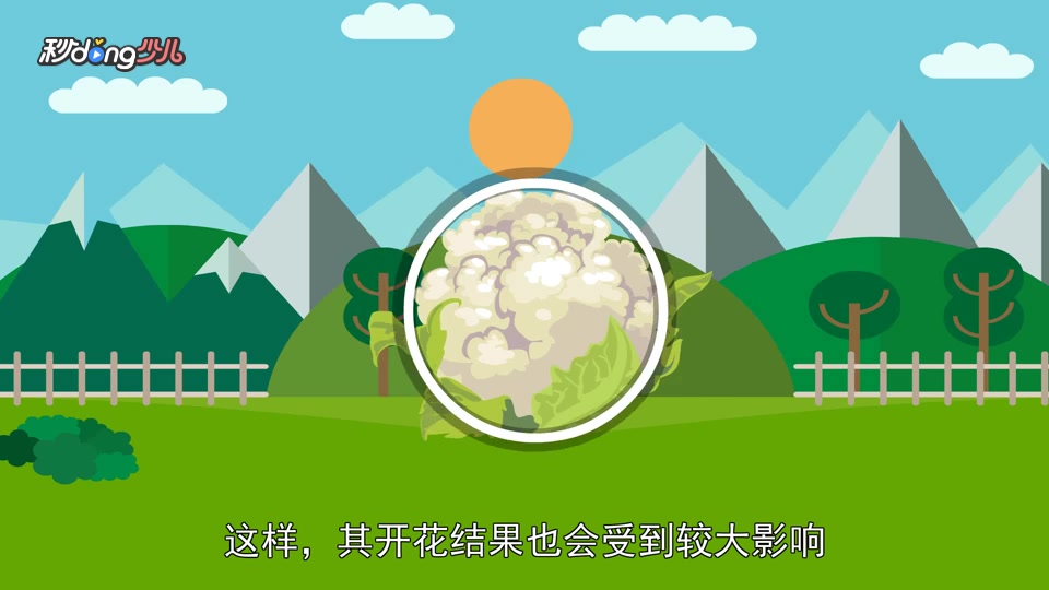 白花菜为什么出现早花现象?