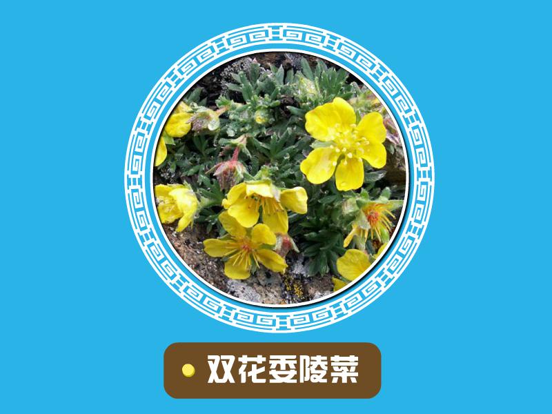 原来双花委陵菜长这样