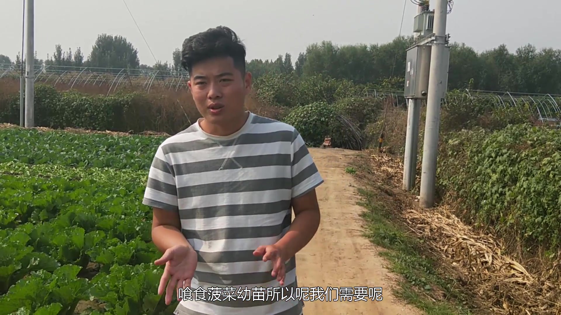 小帅哥来到了菠菜地,为我们讲解,种植菠菜只需要这4个步骤