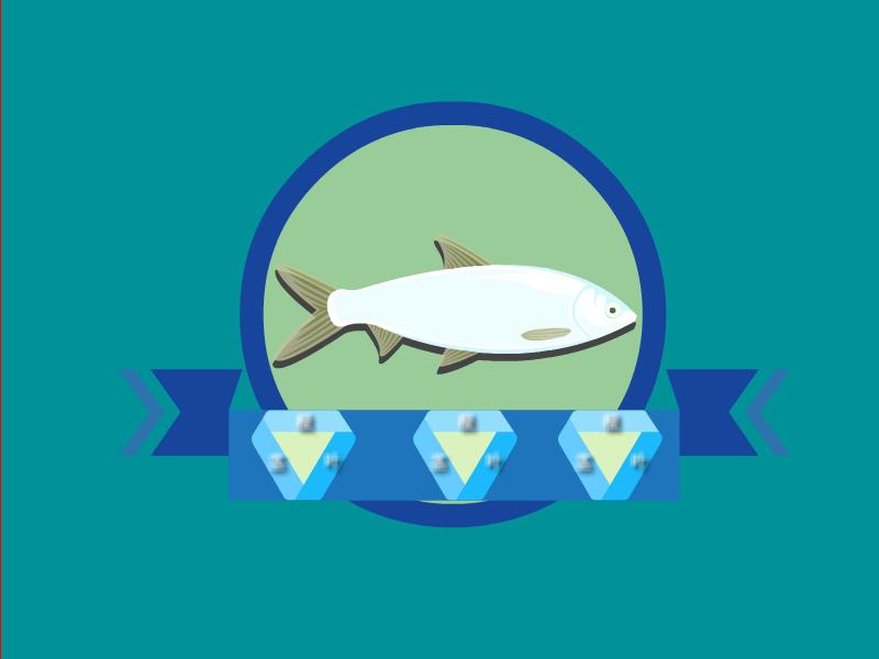 「秒懂百科」原来高身白甲鱼长这样