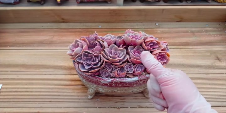 27朵紫色多肉拼盘,姿色艳丽,比蟹爪兰还要美