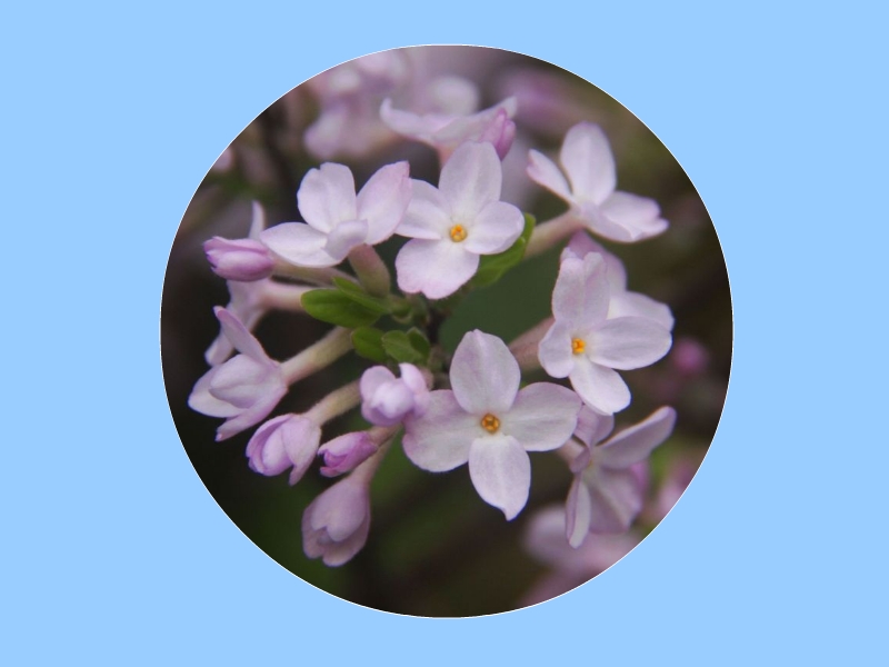 芫花:别名:药鱼草、老鼠花、闹鱼花等