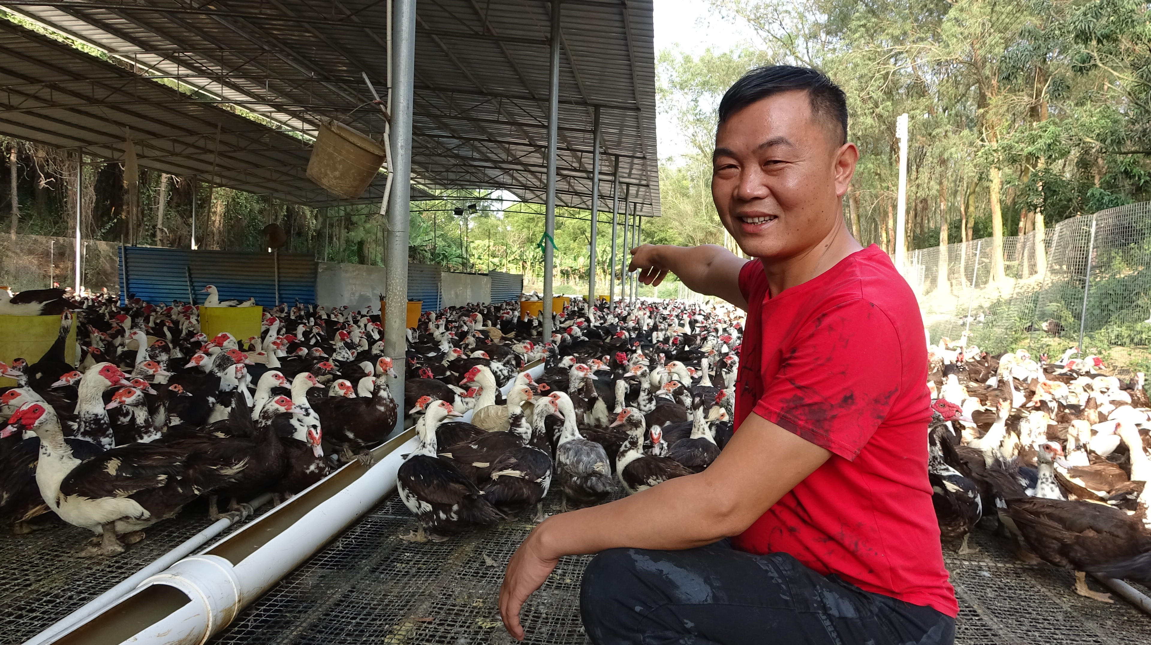 老林参观蛋鸭养殖场,15000只鸭子每天产蛋5000枚,这才是土豪