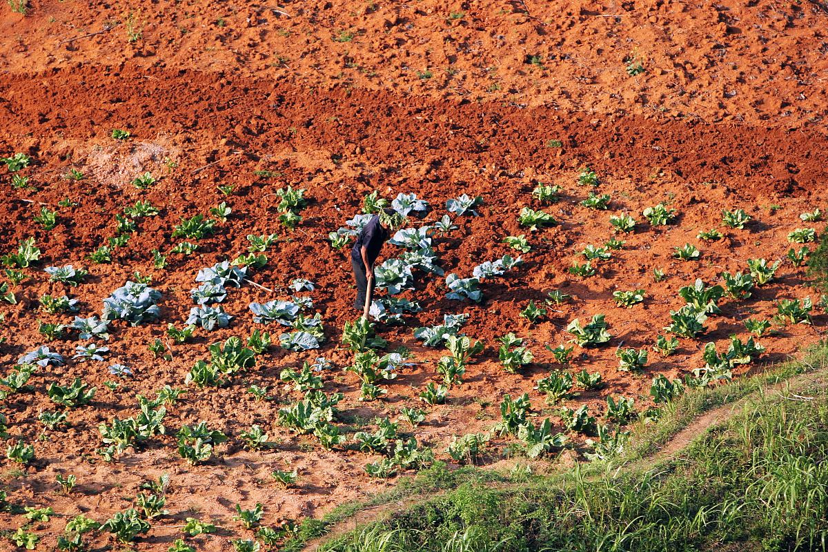 河南铬麦事件：土壤污染的严重影响和政府应对措施