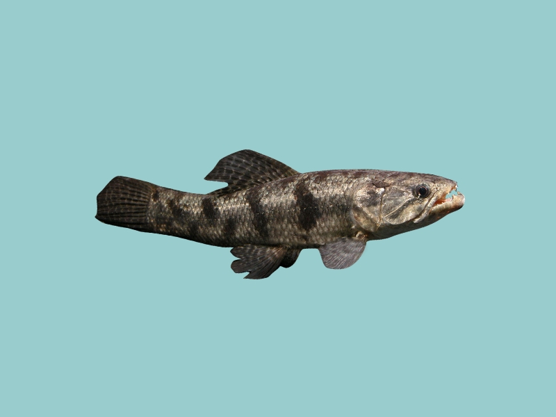 虎斑牙鱼:中型牙鱼,是牙鱼中种群范围最大的