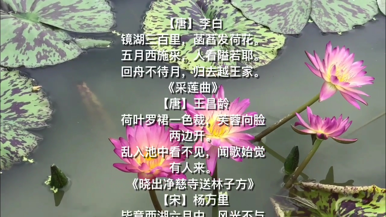 看清廉荷花、想李白.唐、石涛.清千古名篇章