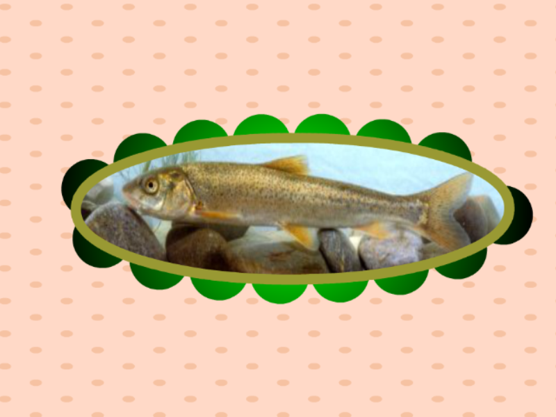 原来这就是中甸重唇鱼