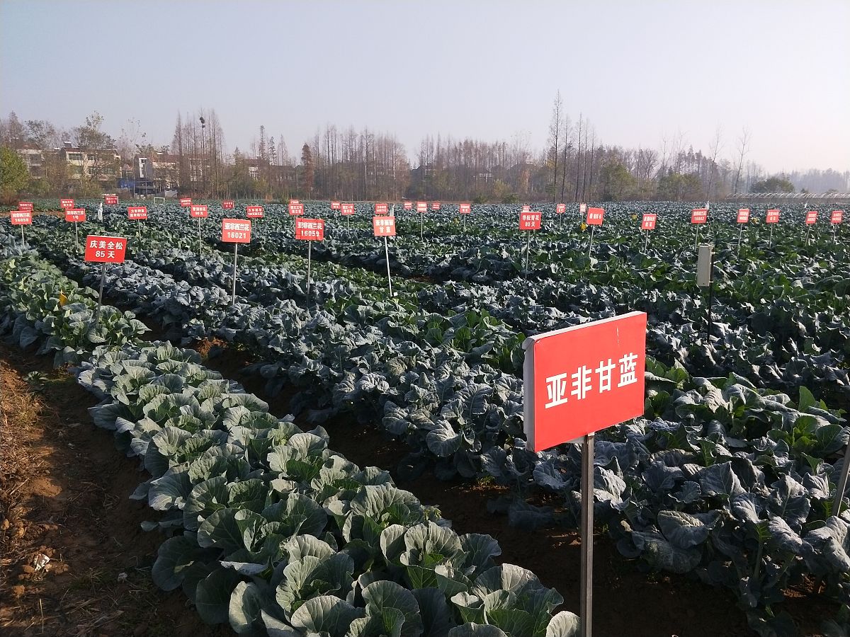 2019年12月3日,湖北孝感,四季长青蔬菜种植专业合作社收获西兰花.