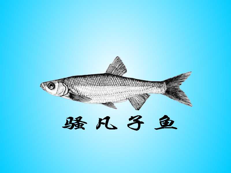 骚凡子鱼:鲌亚科䱗属的一种