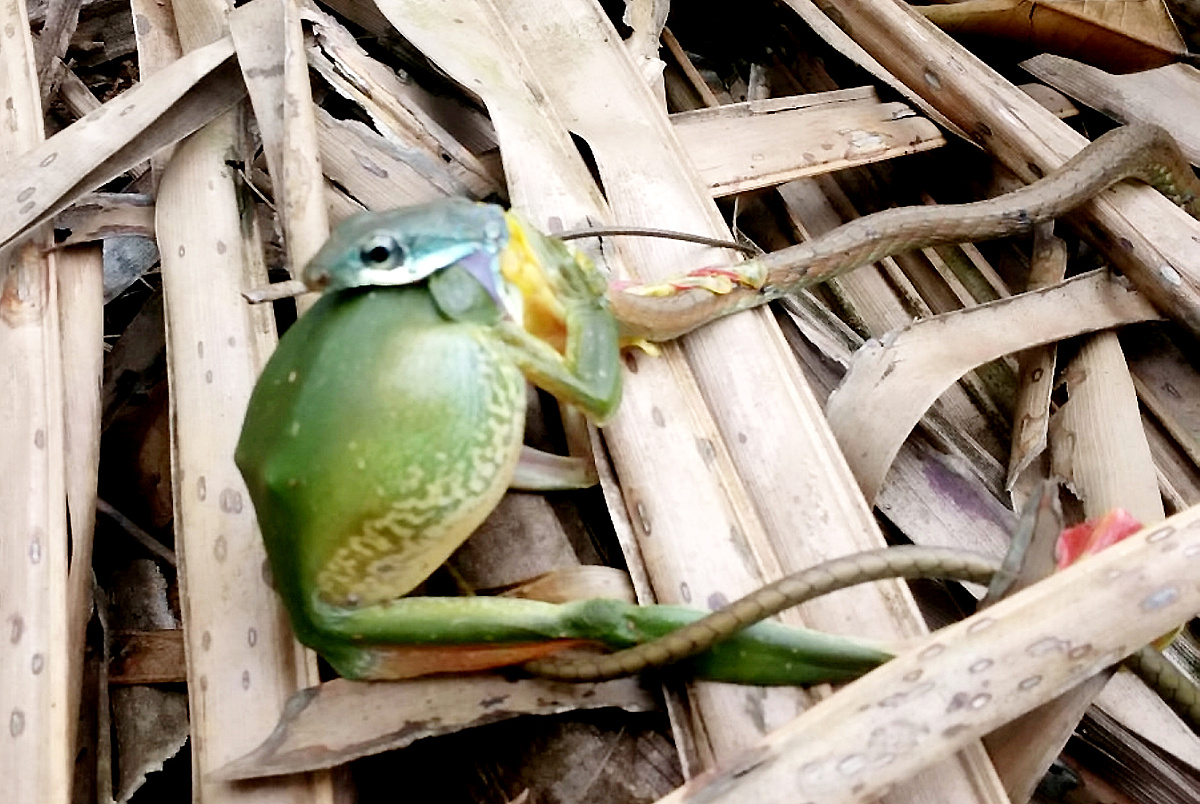 人心不足蛇吞象是什么意思？揭秘寓言故事背后的深刻含义