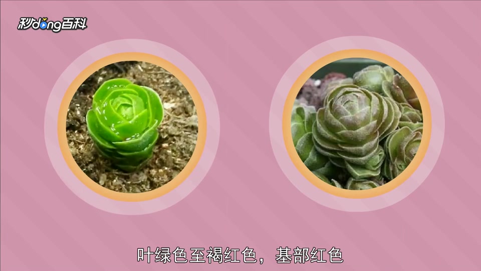 原来花椿长这样