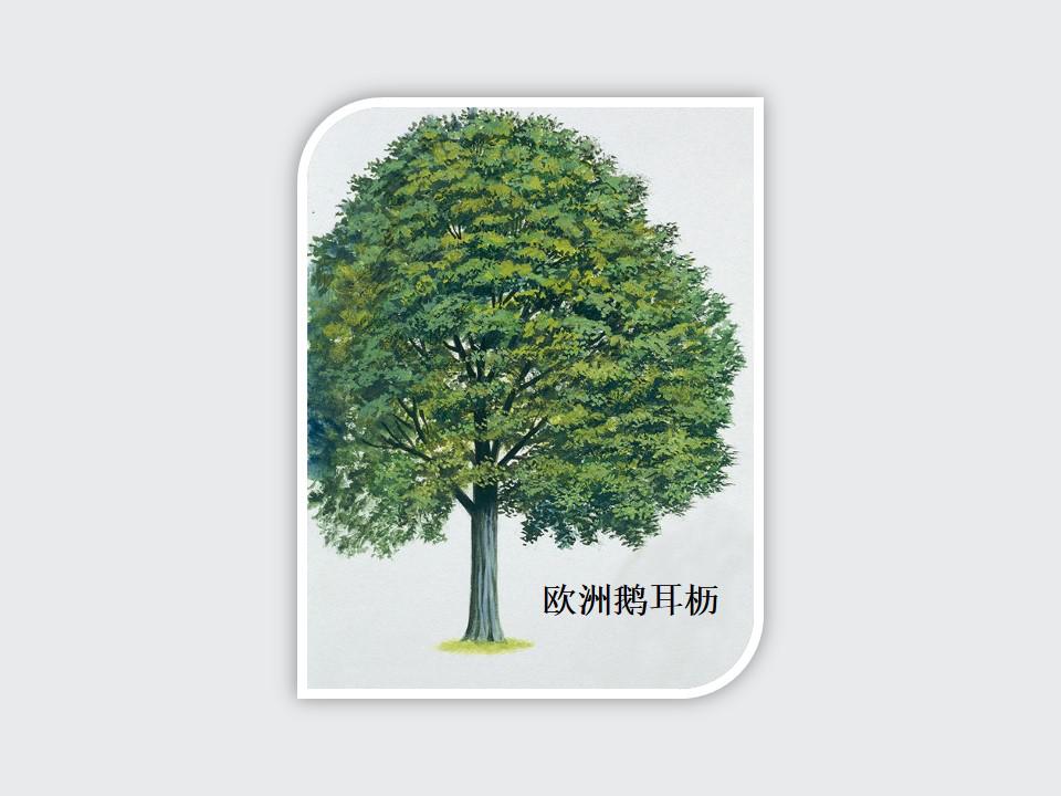原来欧洲鹅耳枥长这样
