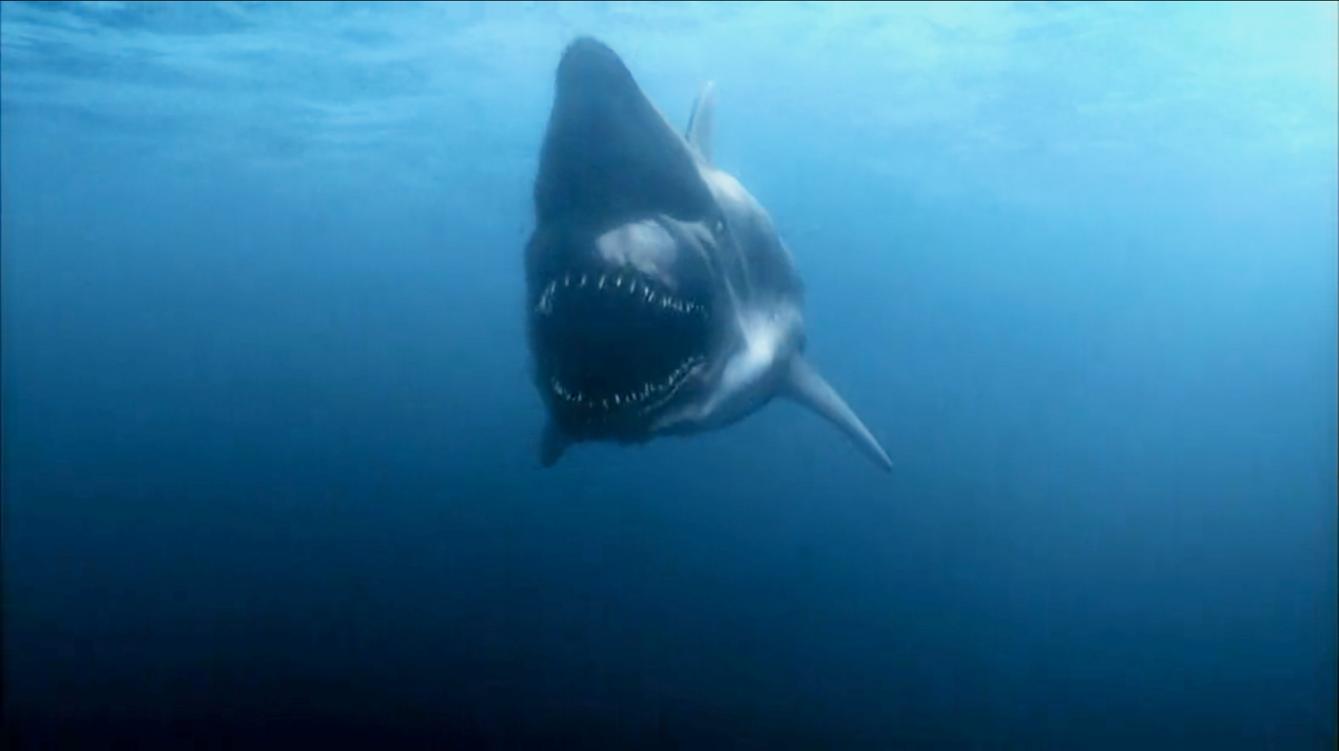 这是什么鲨鱼?战斗力奇高并且疯狂的攻击人类,简直是人类的噩梦