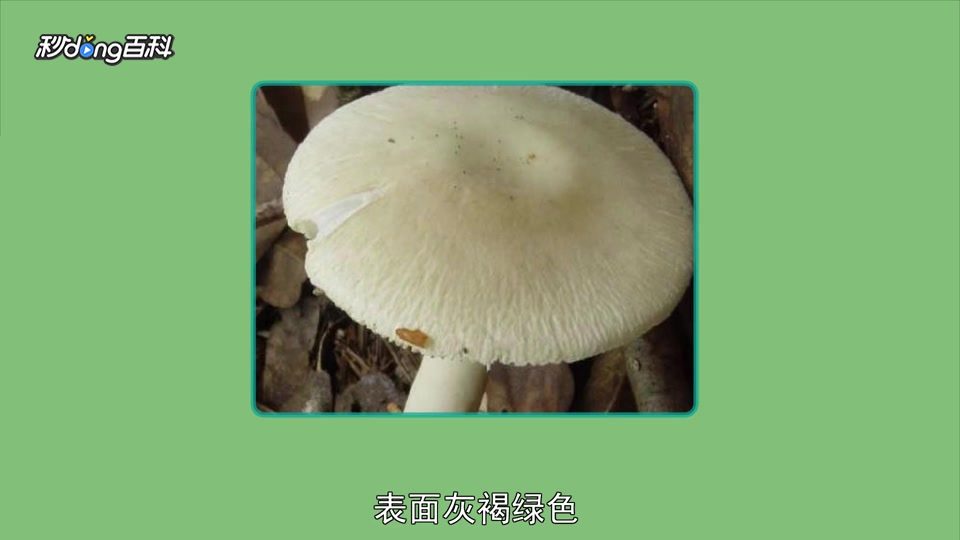 原来毒鹅膏菌长这样