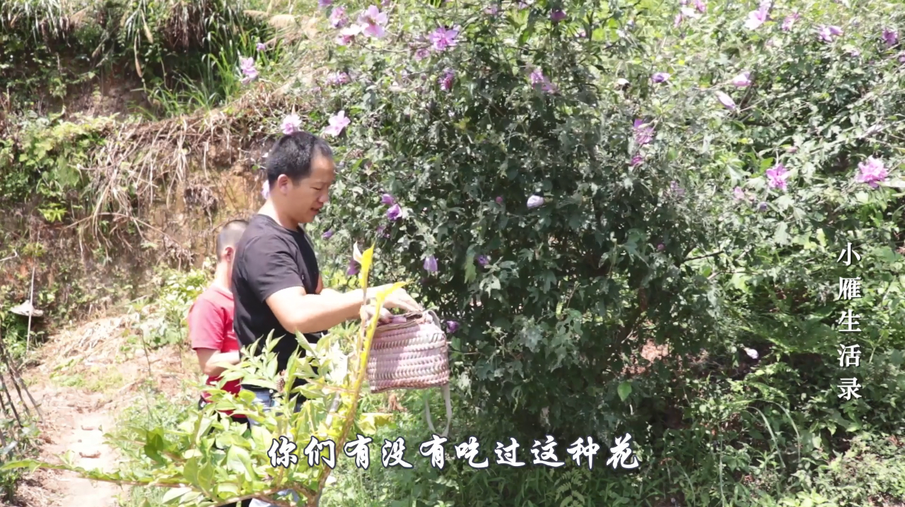 农村小伙带着孩子自家菜园摘木槿花,中途发生了啥?小伙捏一把汗