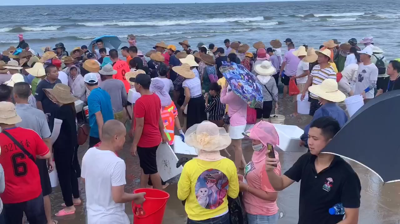 广东开渔期南三岛拉大网第一网,收获上千斤海鱼,老板直接订车了