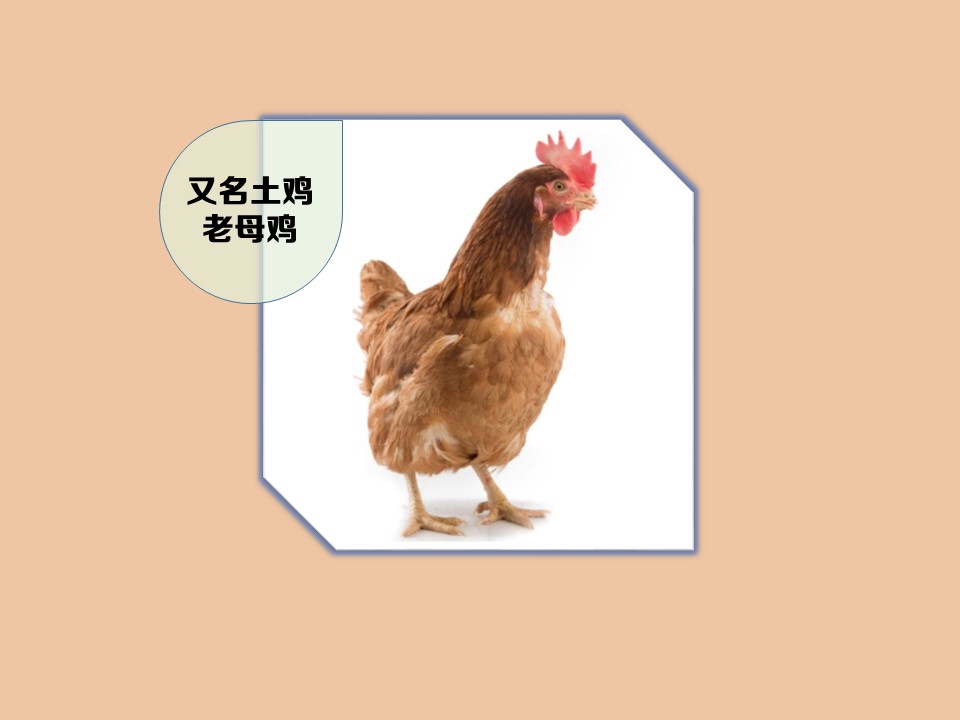 月子鸡:家禽的一种。有别于笼养的肉鸡
