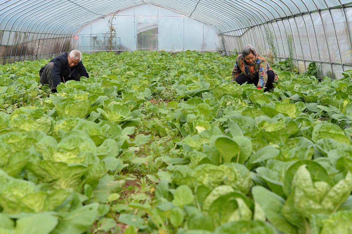 中国蔬菜种业企业发展 要求：1000字的论述