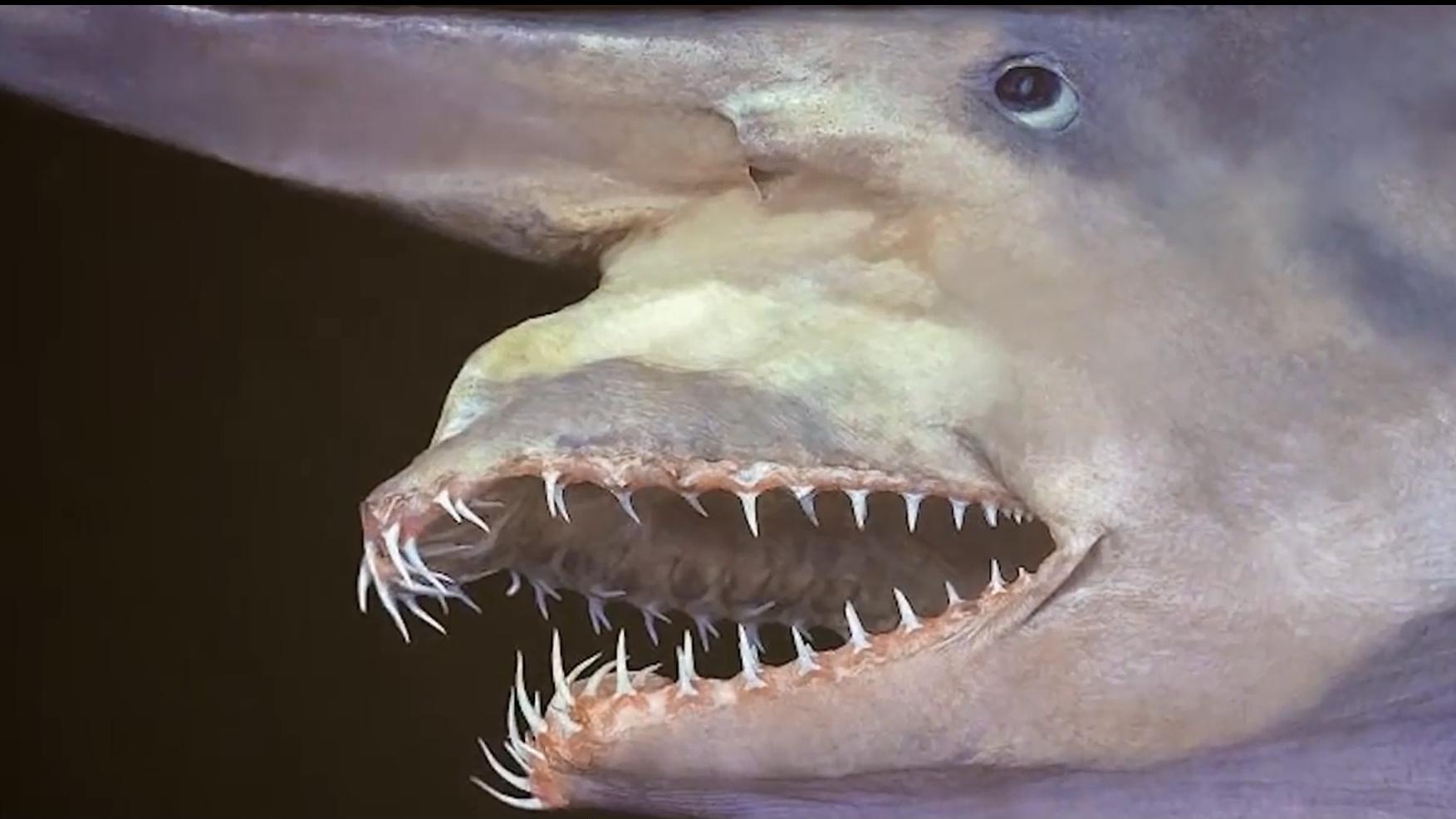 十大神秘深海生物