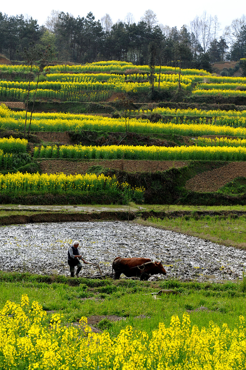 春风拂面，万物复苏：写一篇关于春天的300字小学作文