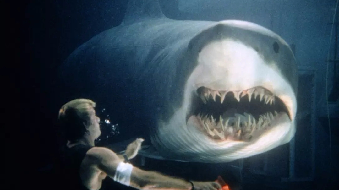 这些科学家用鲨鱼做实验,结果其拥有了超人智商开始报复人类