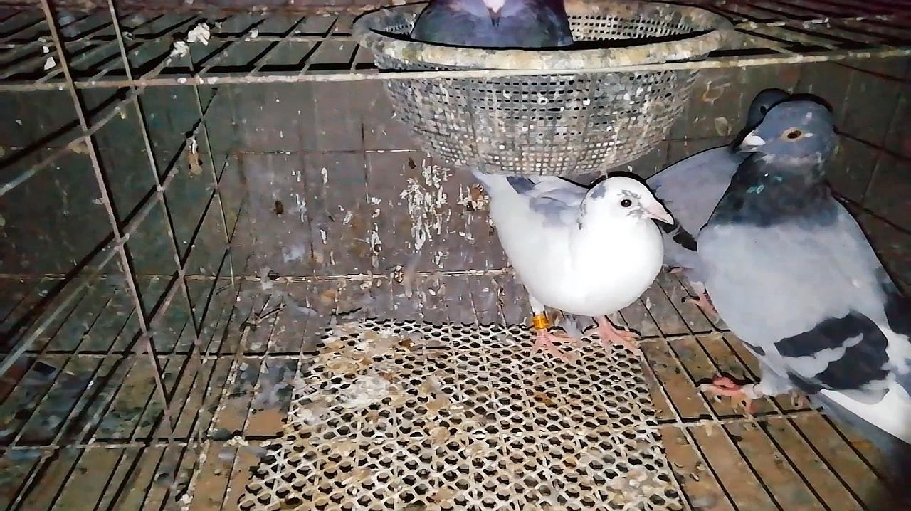 [图]农村日记 雨后放鸽子飞得很高啊 小鸽子在一天天健康成长