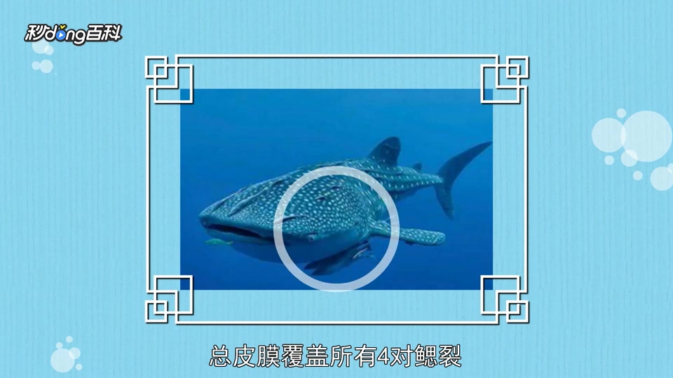 原来软骨鱼纲长这样