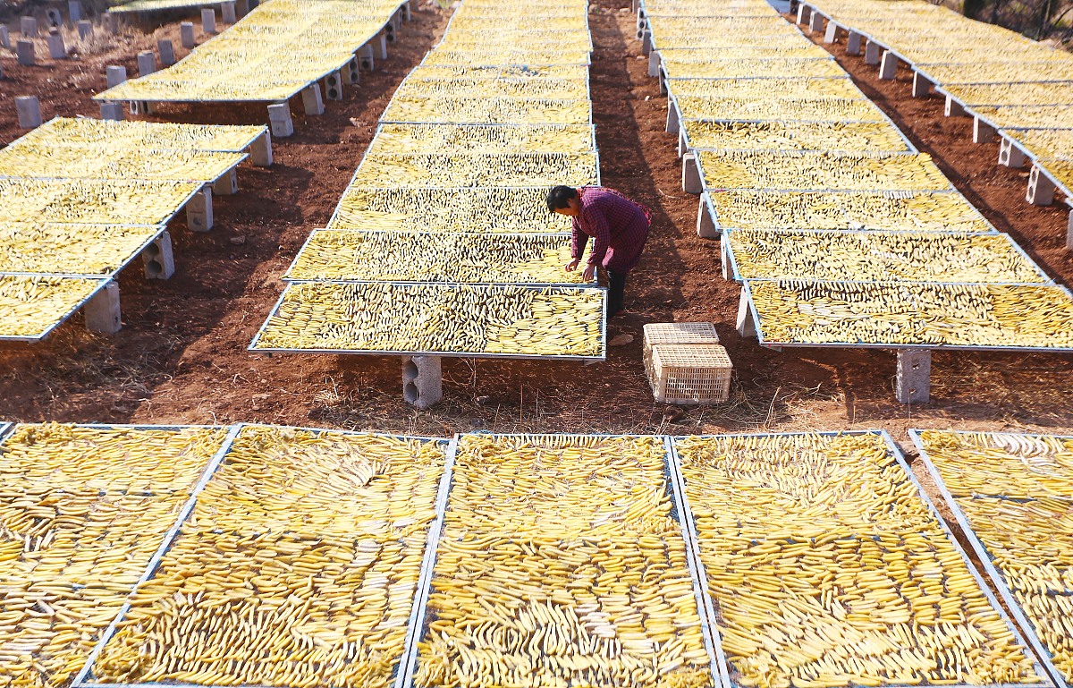五常大米生态圈:从种植到销售的全链条解析 五常大米生态圈:从种植到销售的全链条解析