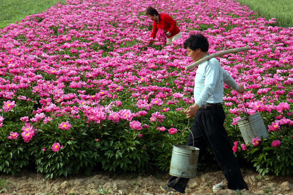 芍药花期多长时间花期怎么施肥和浇水1500字