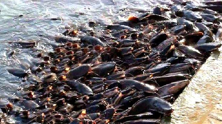 印度鲶鱼有多可怕?往湖里丢点食物,下一幕简直太壮观!