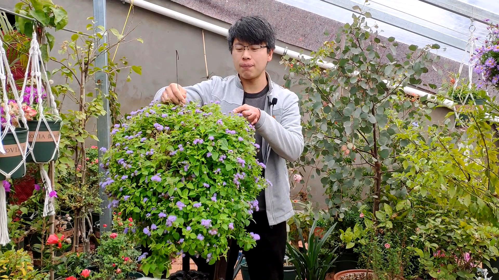 [图]野草一样的花卉，四季开花、几乎不生病，它就是藿香蓟