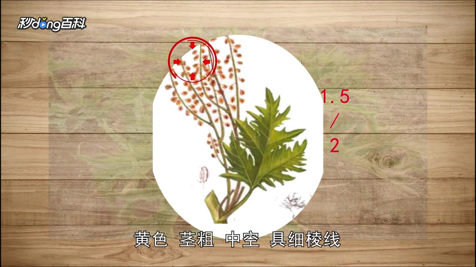 原来唐古特大黄长这样
