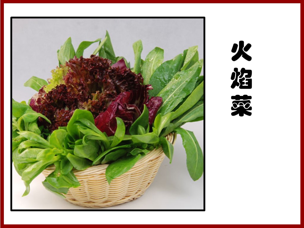 火焰菜:火焰菜又称红根甜菜、紫菜头、红菜头