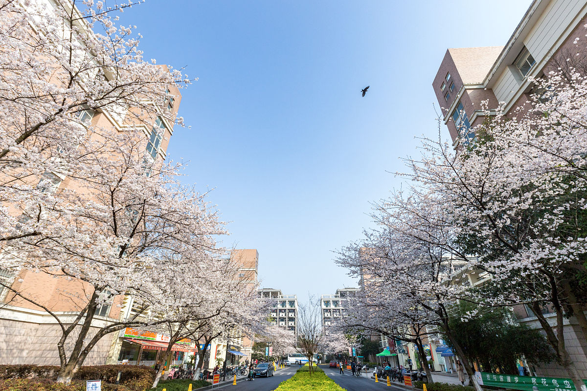 2019年3月23日,浙江杭州,紫金港校区樱花盛开.