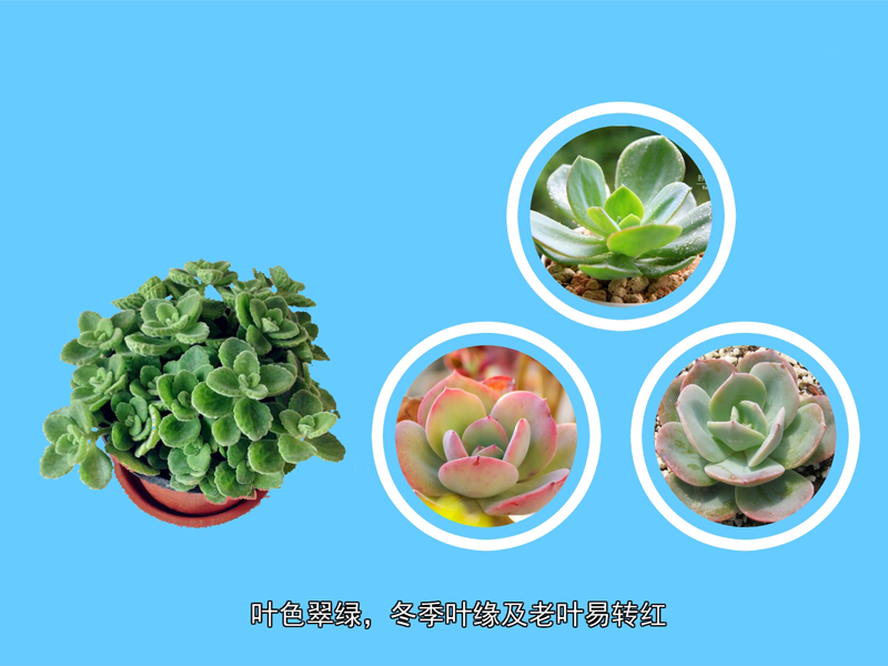 白凤:是景天科拟石莲花属的多肉植物