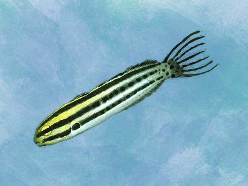 「秒懂百科」原来黑带弱棘鱼长这样